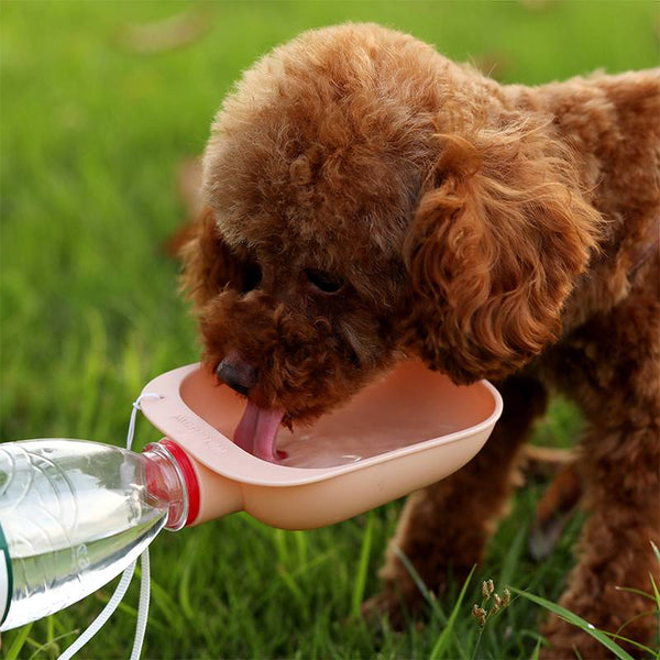 Gourde portable pour chien